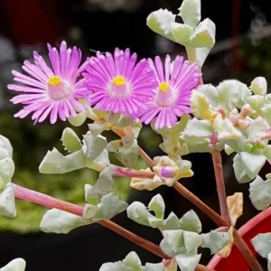 Pink Vygie Live Plant – Pink Ice Plant Succulent – 4'' Pot – Outdoor Groundcover - Image 3