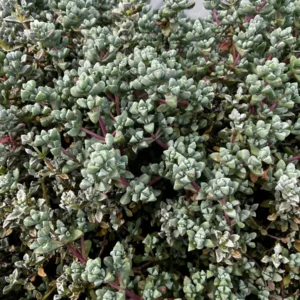 Pink Vygie Live Plant – Pink Ice Plant Succulent – 4'' Pot – Outdoor Groundcover - Image 6