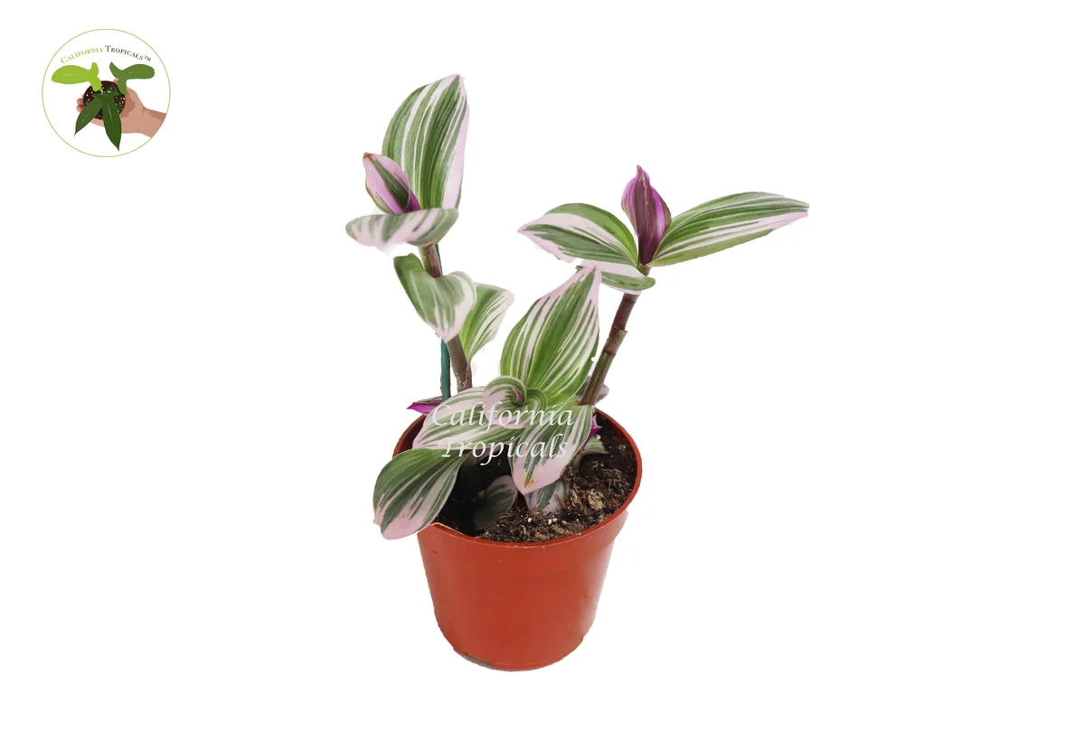 Pink Wandering Jew Nanouk Live Plant – 4 inch Pot – Indoor - Image 1