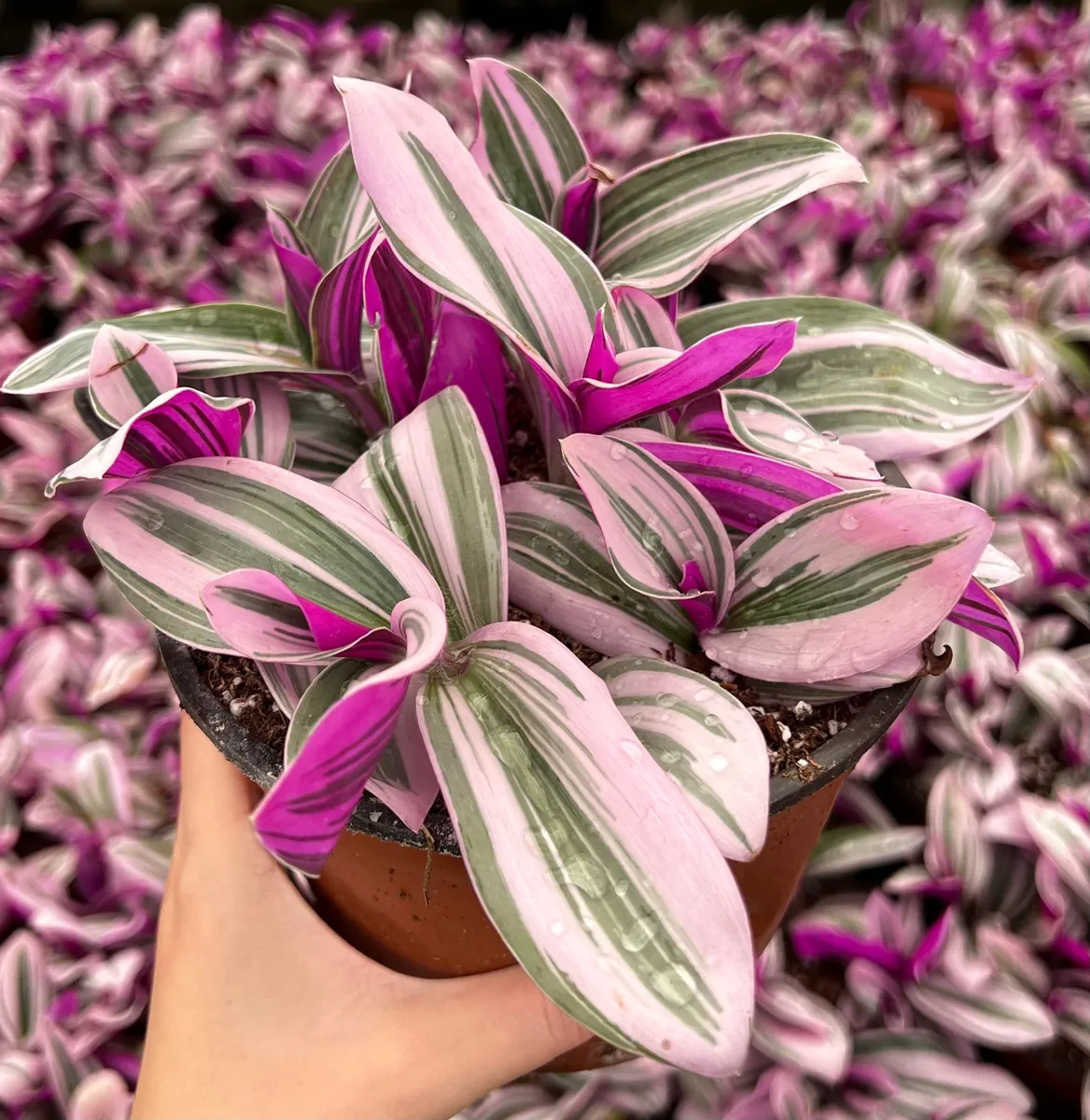 Pink Wandering Jew Tradescantia Nanouk Live Houseplant – 2, 4, 6 inch pot - Image 2