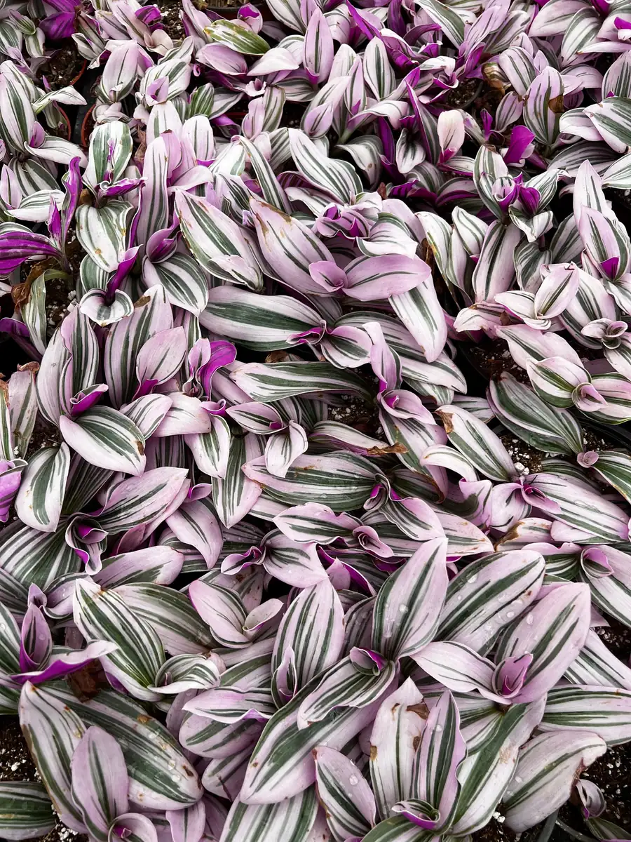 Pink Wandering Jew Tradescantia Nanouk Live Houseplant – 2, 4, 6 inch pot - Image 3