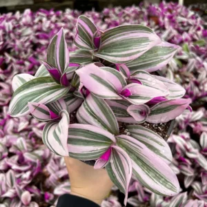 Pink Wandering Jew Tradescantia Nanouk Live Houseplant – 2, 4, 6 inch pot - Image 1