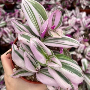 Pink Wandering Jew Tradescantia Nanouk Live Houseplant – 2, 4, 6 inch pot - Image 4