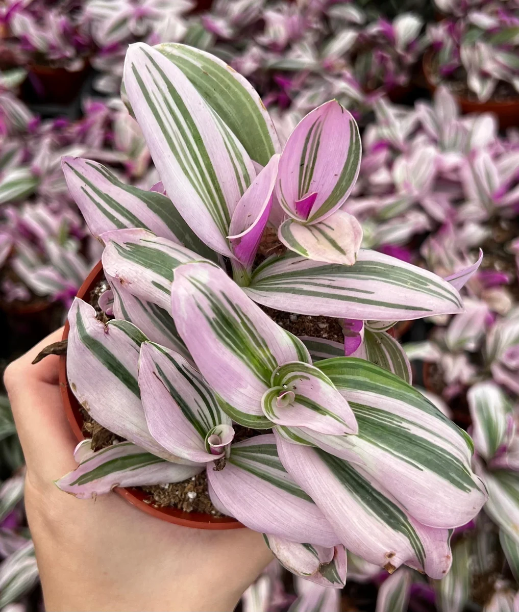 Pink Wandering Jew Tradescantia Nanouk Live Houseplant – 2, 4, 6 inch pot - Image 4