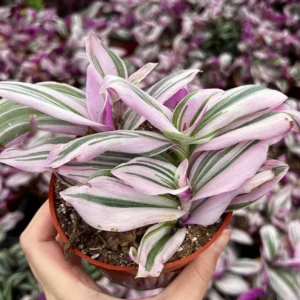 Pink Wandering Jew Tradescantia Nanouk Live Houseplant – 2, 4, 6 inch pot - Image 5