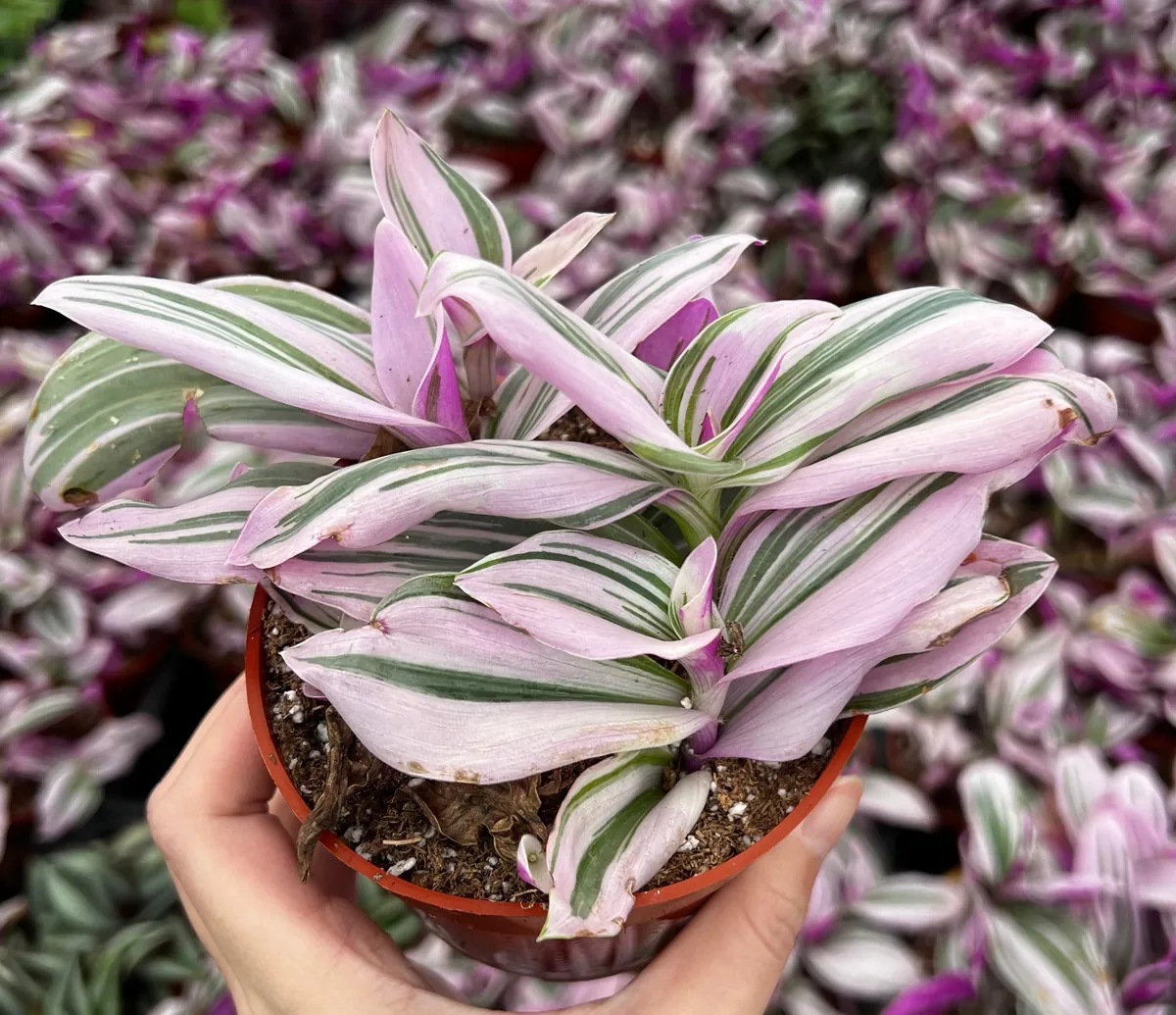 Pink Wandering Jew Tradescantia Nanouk Live Houseplant – 2, 4, 6 inch pot - Image 5
