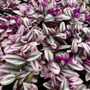 Pink Wandering Jew Tradescantia Nanouk Live Houseplant – 2, 4, 6 inch pot - Image 6