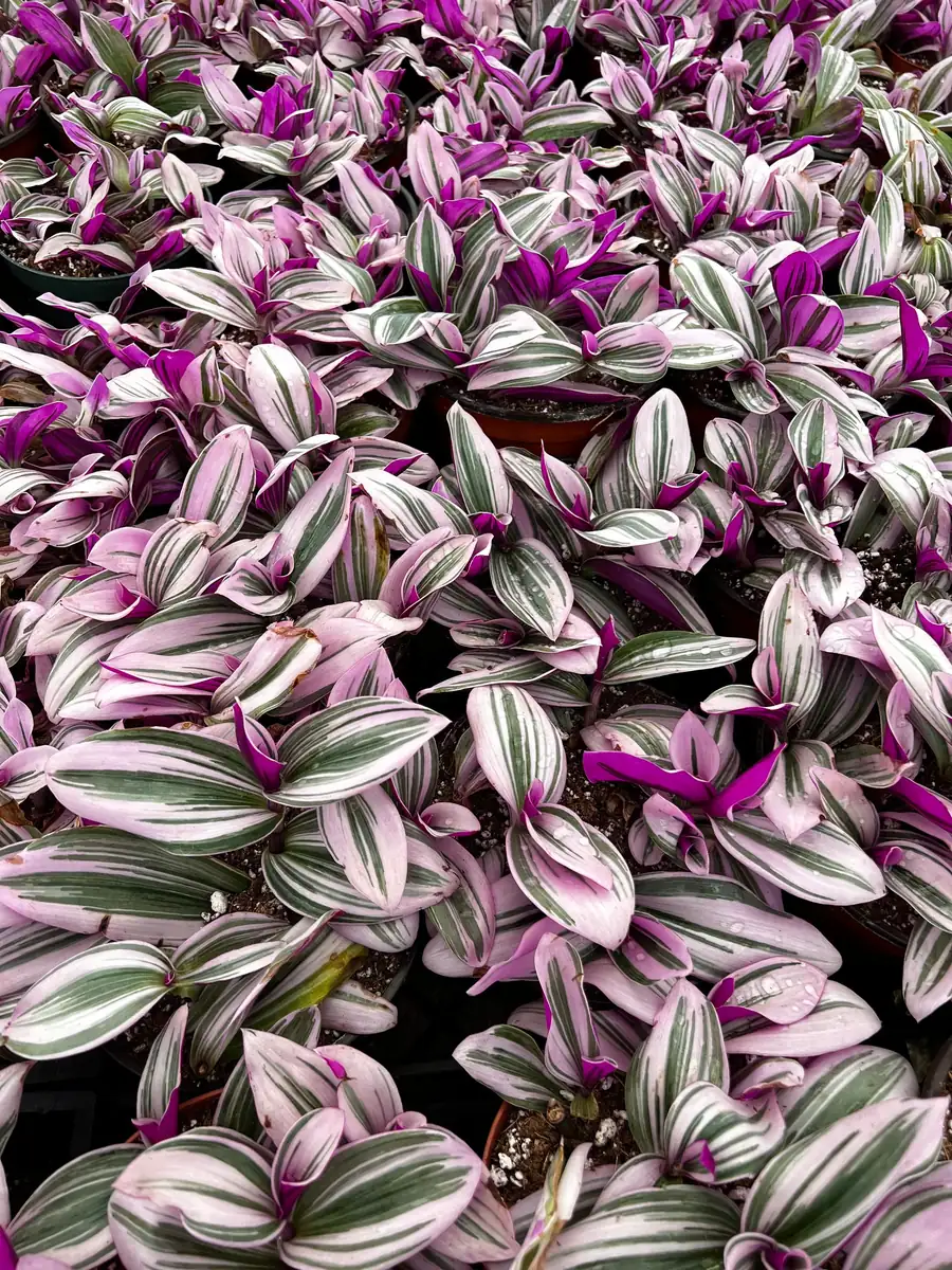 Pink Wandering Jew Tradescantia Nanouk Live Houseplant – 2, 4, 6 inch pot - Image 6