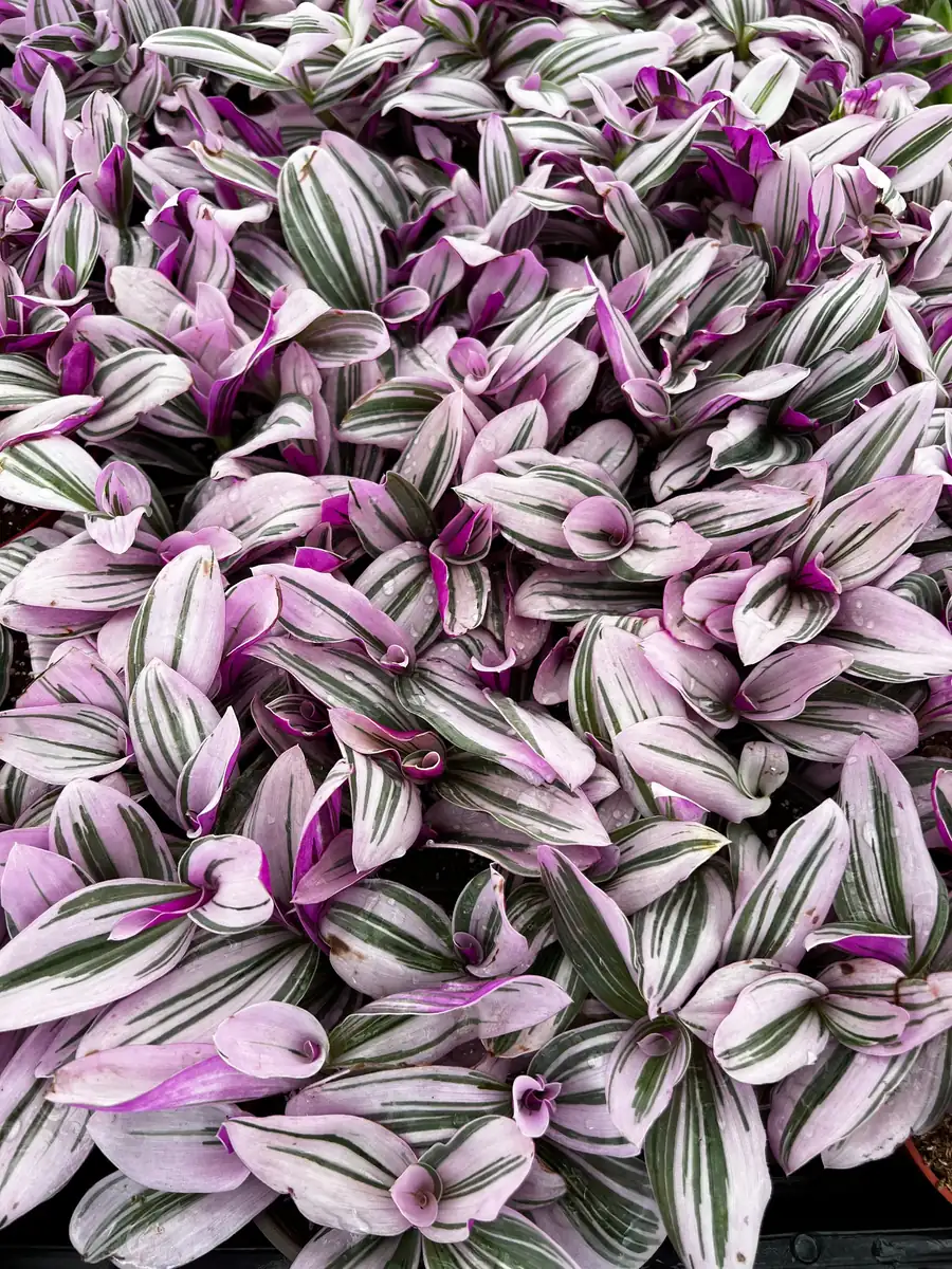 Pink Wandering Jew Tradescantia Nanouk Live Houseplant – 2, 4, 6 inch pot - Image 7