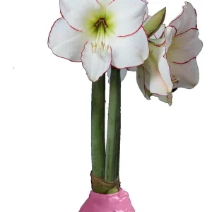 Pink Waxed Amaryllis Bulb 32/34 - Indoor Flowering Holiday Decor - Image 1