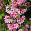 Pink Weigela Bare Root Plants - 2 Pack, 1-2 ft Tall Outdoor Shrub - Image 1