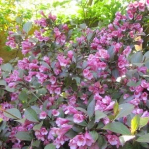 Pink Weigela Bare Root Plants - 2 Pack, 1-2 ft Tall Outdoor Shrub - Image 2