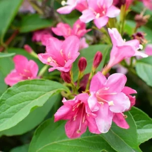 Pink Weigela Shrub Live Plant – 4-Inch Pot – Deciduous Flowering Shrub Outdoor - Image 2