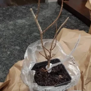 Pink Weigela Shrub Live Plant – 4-Inch Pot – Deciduous Flowering Shrub Outdoor - Image 5