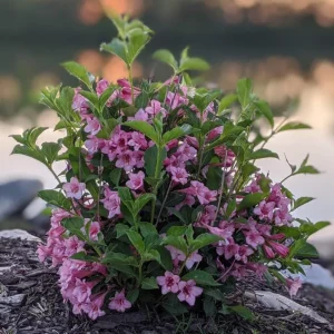 Pink Weigela Shrub Live Plant – 4-Inch Pot – Deciduous Flowering Shrub Outdoor - Image 6