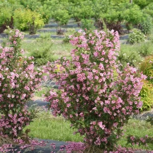Pink Weigela Shrub Live Plant – 4-Inch Pot – Deciduous Flowering Shrub Outdoor - Image 7