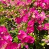 Pink & White Bougainvillea Live Plant – 3-4 ft Tall, 3 Gallon Pot, Outdoor - Image 1