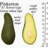 Pinkerton Avocado Tree Live Plant – 3 to 4 Feet Tall – Grafted - Image 1