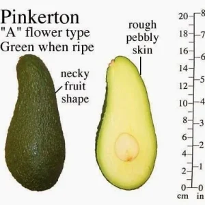 Pinkerton Avocado Tree Live Plant – 3 to 4 Feet Tall – Grafted - Image 1