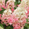 Pinky Winky Hydrangea Live Plant - 6-12" Tall, 1 Quart Pot, Dwarf Shrub - Image 1