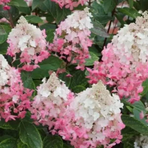 Pinky Winky Hydrangea Live Plant - 6-12