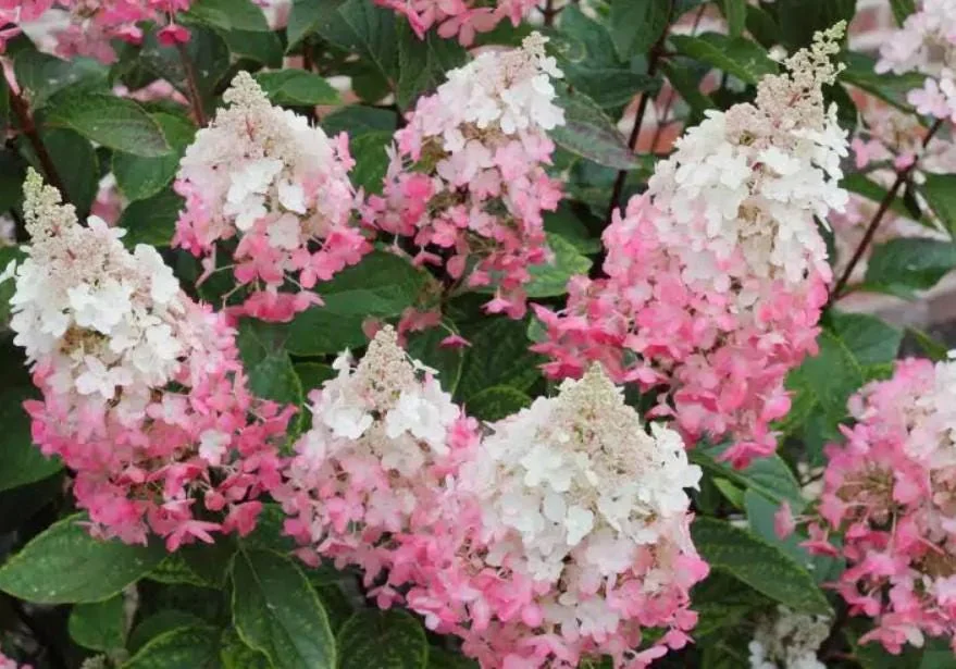 Pinky Winky Hydrangea Live Plant - 6-12" Tall, 1 Quart Pot, Dwarf Shrub - Image 2
