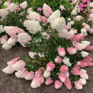 Pinky Winky Hydrangea Live Plant - 6-12