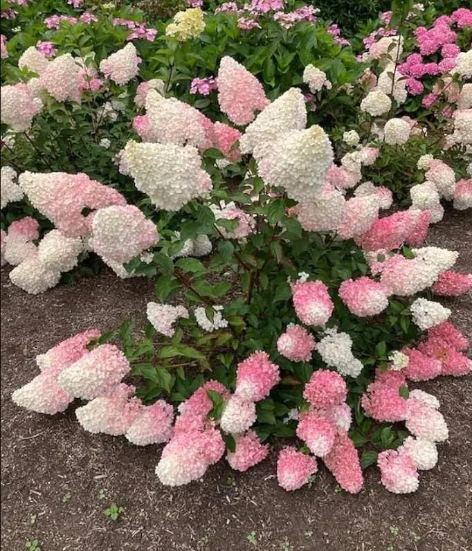 Pinky Winky Hydrangea Live Plant - 6-12" Tall, 1 Quart Pot, Dwarf Shrub - Image 3