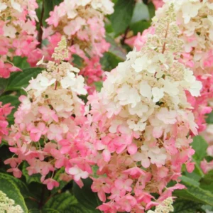 Pinky Winky Hydrangea Live Plant - 6-12