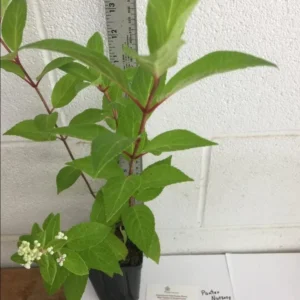 Pinky Winky Hydrangea Live Plant - 6-12