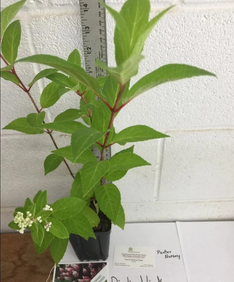 Pinky Winky Hydrangea Live Plant - 6-12" Tall, 1 Quart Pot, Dwarf Shrub - Image 4