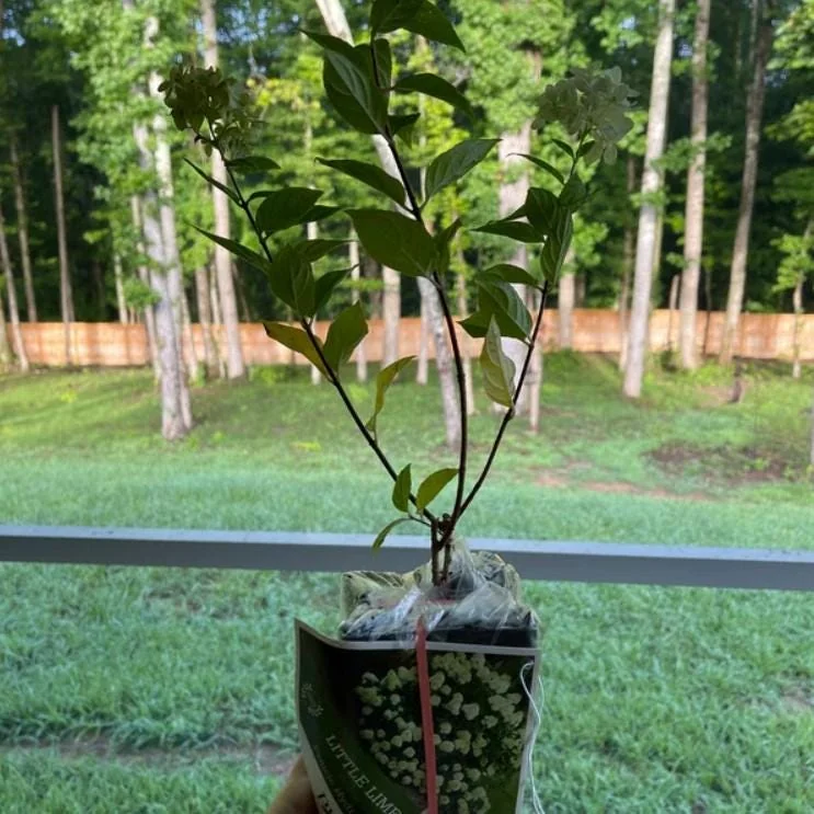 Pinky Winky Hydrangea Live Plant - 6-12" Tall, 1 Quart Pot, Dwarf Shrub - Image 5