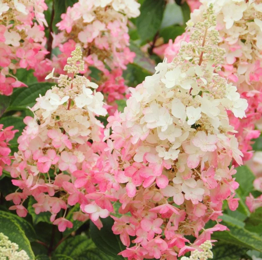 Pinky Winky Hydrangea Live Plant - 6-12" Tall, 1 Quart Pot, Dwarf Shrub - Image 1