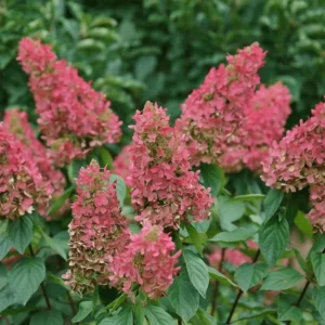 Pinky Winky Hydrangea Live Plant – Two-Tone Blooms – Quart Pot – Outdoor Shrub - Image 2