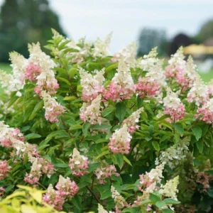 Pinky Winky Hydrangea Live Plant – Two-Tone Blooms – Quart Pot – Outdoor Shrub - Image 4