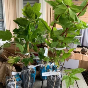 Pinky Winky Hydrangea Live Plant – Two-Tone Blooms – Quart Pot – Outdoor Shrub - Image 5