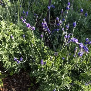 Pinnata Lavender Live Plant Set - 2 Bare Root 4-6