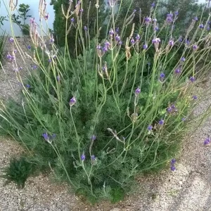 Pinnata Lavender Live Plant Set - 2 Bare Root 4-6