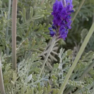 Pinnata Lavender Live Plant Set - 2 Bare Root 4-6