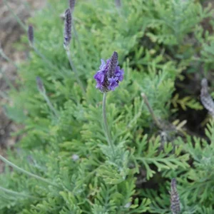 Pinnata Lavender Live Plant Set - 2 Bare Root 4-6