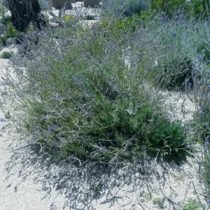 Pinnata Lavender Live Plant Set - 2 Bare Root 4-6