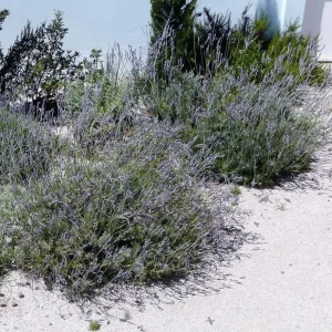 Pinnata Lavender Live Plant Set - 2 Bare Root 4-6