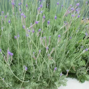 Pinnata Lavender Live Plant Set - 2 Bare Root 4-6