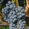 Pinot Noir Grape Vine – 1 Bare Root Plant – Red Wine Variety – USDA Zones 7-12 - Image 1