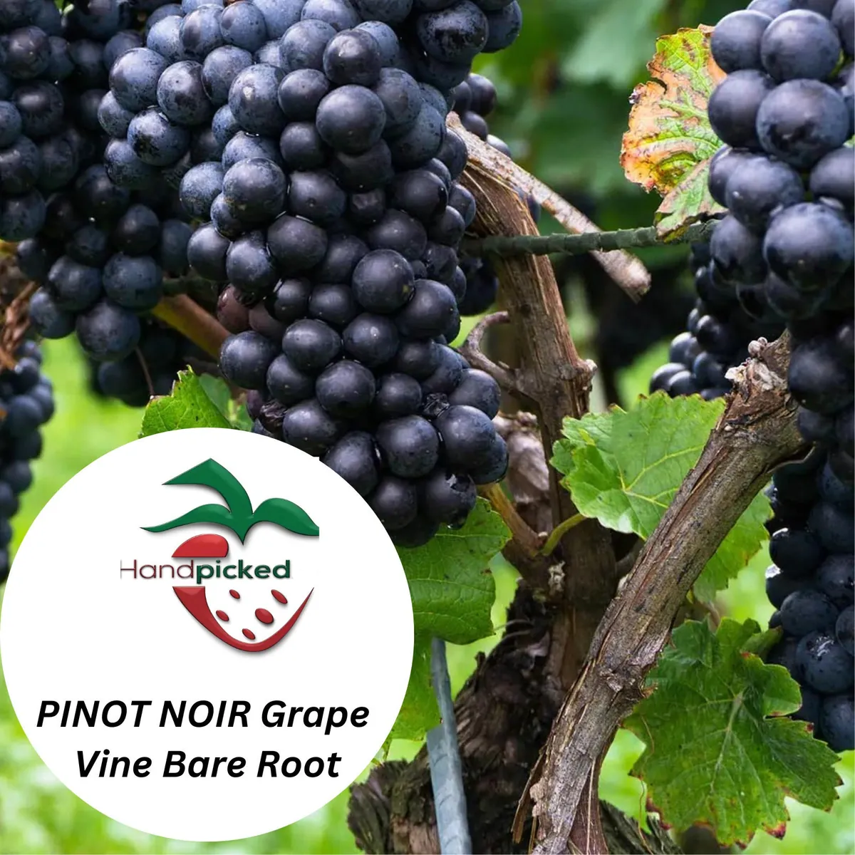 Pinot Noir Grape Vine – 1 Bare Root Plant – Red Wine Variety – USDA Zones 7-12 - Image 2