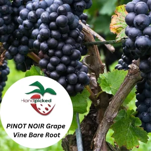 Pinot Noir Grape Vine – 2 Bare Root Plants – Red Wine Variety – USDA Zones 7-12 - Image 2