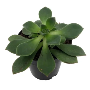 Pinwheel Aeonium Succulent Live Plant - Easy Care Houseplant - 3.5 inch Pot - Image 2