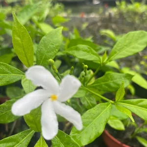 Pinwheel Jasmine Live Plant - White Flowered Shrub, 4-inch Pot, Outdoor - Image 2