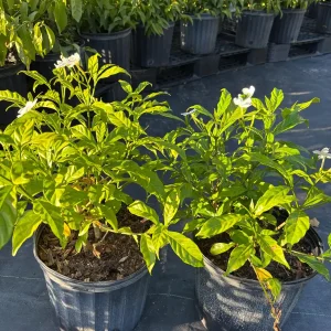 Pinwheel Jasmine Live Plant - White Flowered Shrub, 4-inch Pot, Outdoor - Image 5