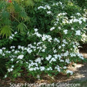 Pinwheel Jasmine Live Plant – White Flowers, 4 inch Pot – Outdoor Shrub - Image 3